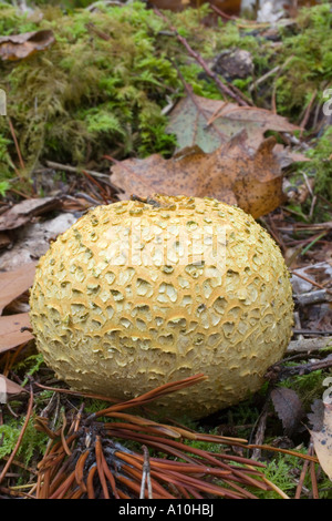 common earthball Scleroderma citrinum on a woodland floor autumn Stock Photo
