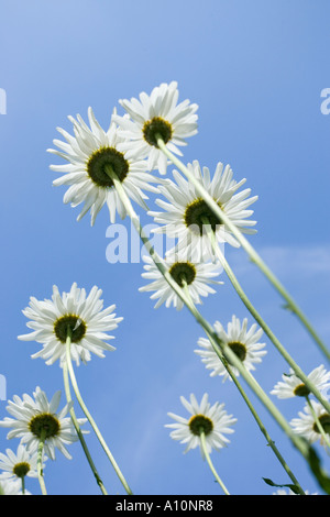 Group of Shasta Daisy Flowers against Blue Sky UK Stock Photo