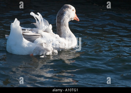 Goose with curling feathers Stock Photo