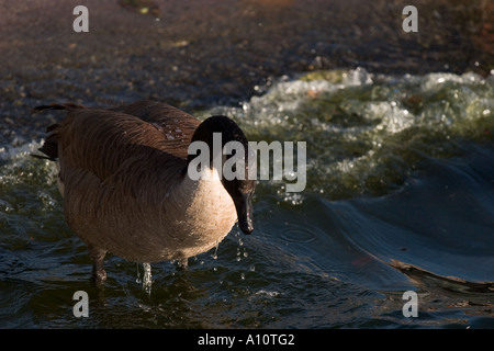 This Canadian goose is dripping wet after dunking it s head underwater to take a bath Stock Photo