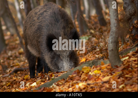 wild pig searching through forest soil for something to eat Stock Photo