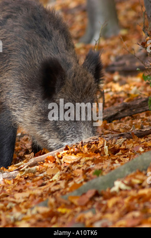 wild pig searching through forest soil for something to eat Stock Photo