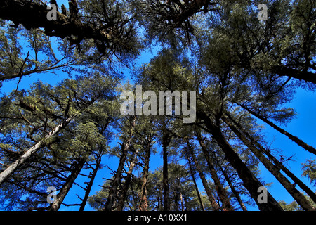 Deodar Cedar Trees, Dhanaulti, Mussoorie, Tehri Garhwal, Uttarakhand ...