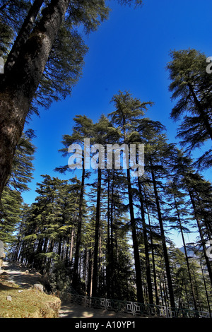Deodar Cedar Trees, Dhanaulti, Mussoorie, Tehri Garhwal, Uttarakhand, India, Asia, Stock Photo