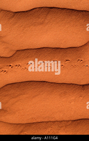 Lizard tracks in red sand dunes, Red Centre near Alice Springs, Northern Territory, Australia Stock Photo