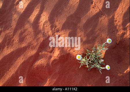 A flower grows in red sand, Simpson Desert, Northern Territory, Australia Stock Photo