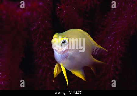 CLOSEUP OF A TINY GOLDEN DAMSELFISH Amblyglyphidodon aureus IN THE SOLOMON ISLANDS Stock Photo