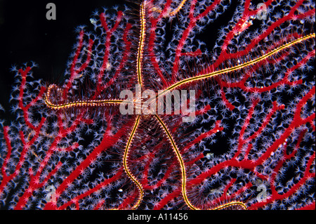 A BRITTLE STAR Ophiomastix janualis STROLLS ACROSS A BRIGHT RED GORGONIAN IN THE SOLOMON ISLANDS Stock Photo