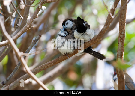 Owl Finch - Taeniopygia bichenovii Stock Photo