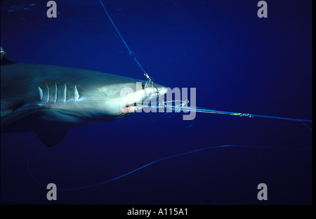 A GALAPAGOS SHARK ENTANGLED IN THE MONOFILAMENT OF A LONG LINE IN THE GALAPAGOS ISLANDS Stock Photo