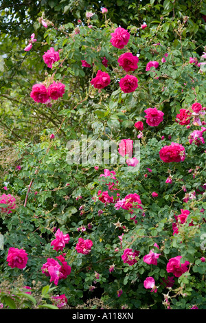 Rosa Cerise Bouquet Stock Photo