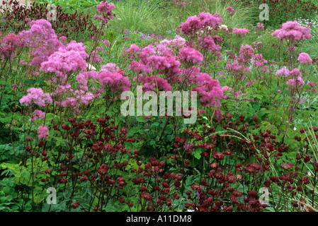 Thalictrum aquilegifolium 'Purpureum' in Border Stock Photo