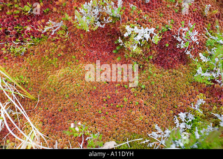 Sphaigne hi-res stock photography and images - Alamy