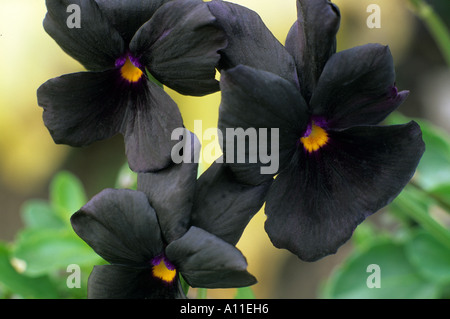 Viola 'Molly Sanderson', black pansy pansies violas flower flowers Stock Photo