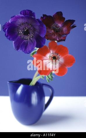 Group of anemone flowers (Anemone coronaria) in a blue Boda Nova Swedish jug against a blue and white background Stock Photo
