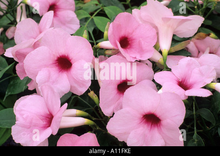 Pandorea jasminoides 'Rosea Superba', climbing plant, Bower Vine, pink flowers, garden greenhouse plant pandoreas