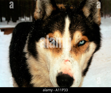 Blue and Brown eyed husky takes a break Rovanemmi Northern Finland. Stock Photo