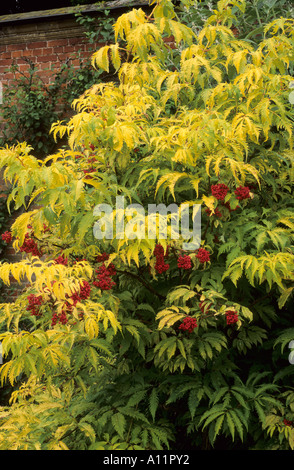 Sambucus racemosa 'Plumosa Aurea', red berried Elder, golden yellow foliage, berries, garden plant Stock Photo