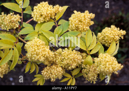 Sambucus racemosa 'Plumosa Aurea', red berried Elder, golden yellow foliage, garden plant Stock Photo
