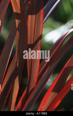 RED STAR CORDYLINE Cordyline australis Red star Stock Photo