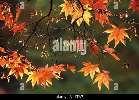 Back lit Japanese maple leaves and fruits in autumn Westonbirt Arboretum Tetbury Gloucestershire England Stock Photo