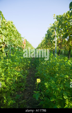 Weinberg mit natuerlicher Begruenung Biowein Ecovin organic vineyard with natural vegetation Stock Photo