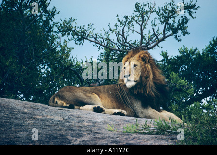 Handsome male lion on a rocky outcrop or kopje in the Serengeti park Tanzania