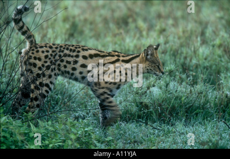 male serval cat scent marking Stock Photo - Alamy