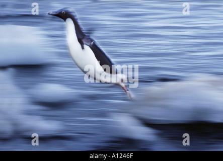 Adelie Penguin Paulet Island Antarctica Stock Photo