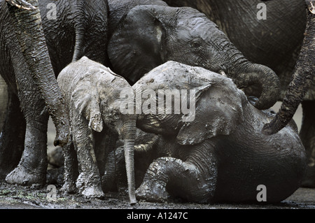 Elephant family wallowing in mud Masai Mara Kenya Stock Photo