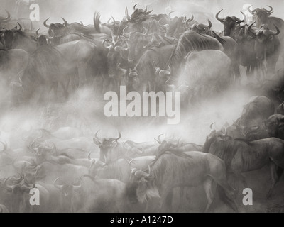 Wildebeest crossing Mara River during the Great Migration Kenya Stock Photo