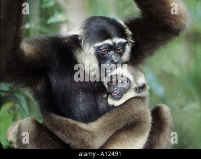 Dark handed gibbon and baby Tanjung Putting Borneo Stock Photo