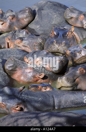 Group of hippopotamus wallowing in river Masai Mara Kenya Stock Photo