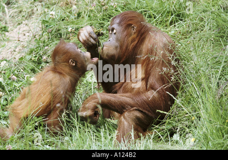 Sumatran orangutans Stock Photo