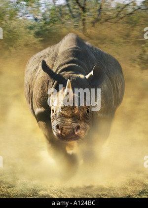 Charging black rhinoceros Stock Photo