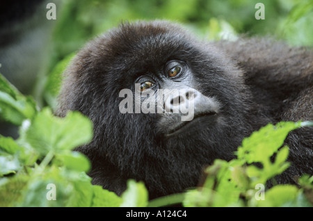 Mountain gorilla Parc des Virungas Democratic Republic of Congo Stock Photo