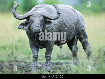 African buffalo covered with mud Queen Elizabeth Park Uganda Stock Photo