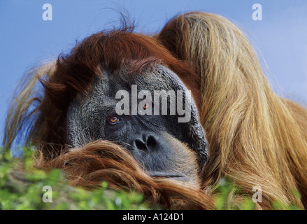 Old male Sumatran orangutan Stock Photo