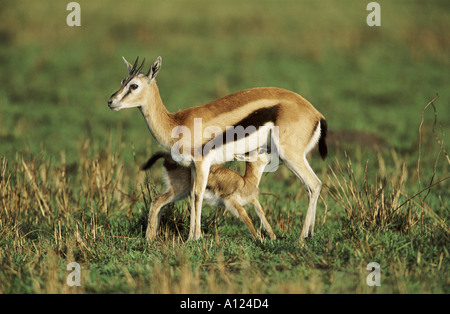 Thomson s gazelle feeding young Masai Mara Kenya Stock Photo
