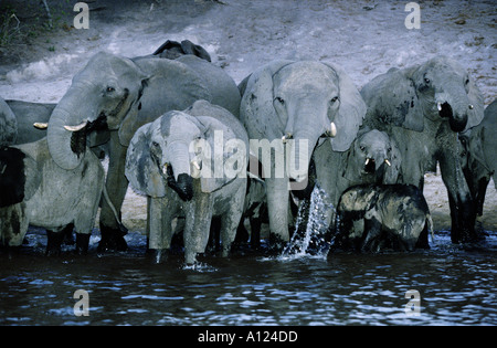 Elephant herd drinking at night photographed from a boat Chobe River Botswana