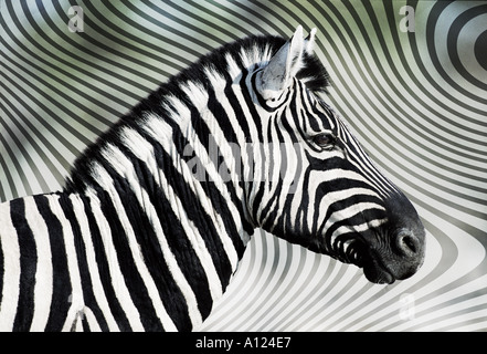 Zebra against zebra skin background Stock Photo