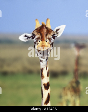 Giraffe close up Stock Photo