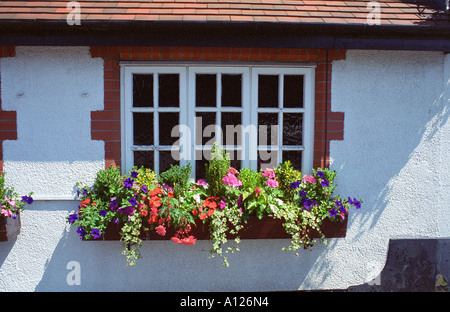 Window Box, The Thorn Inn, Appleton Thorn, Warrington, England Stock Photo