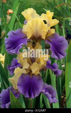 Iris 'Edith Wolford', tall bearded Iris, purple, yellow garden plant, two-toned colour flower, rhizome, rhizomatus irises Stock Photo