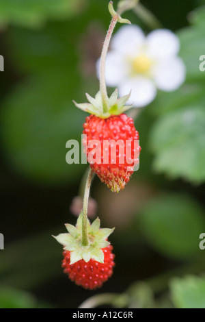 a white flower and ripe soft fruits of a wild strawberry Stock Photo ...