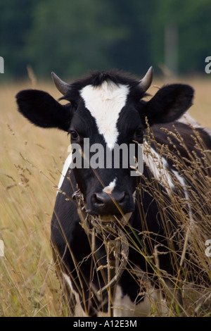 White cow with black spots in a field Stock Photo - Alamy