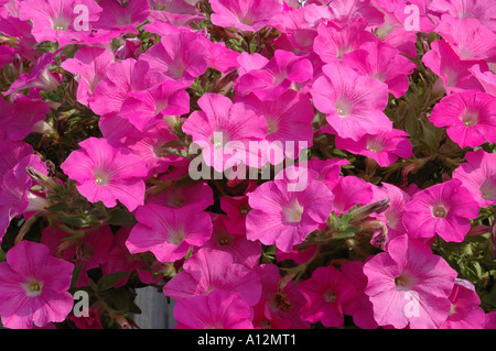 Petunia Wave series Pink Improved strain of this trailing petunia It is a seed version of the well used surfina petunia types Stock Photo