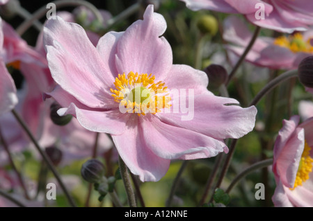 専用♩ 横長仕切りがま口 forest wave × anemone ピンク ALUMI Art Frame 暮らしにアートを Feather Brush Stroke