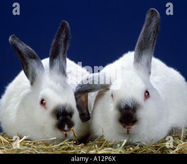 TWO LB CALIFORNIA RABBITS STUDIO Stock Photo