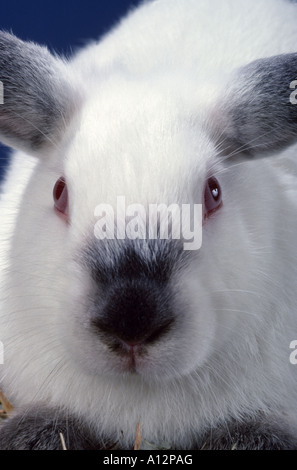 2 LB CALIFORNIA RABBITS Stock Photo